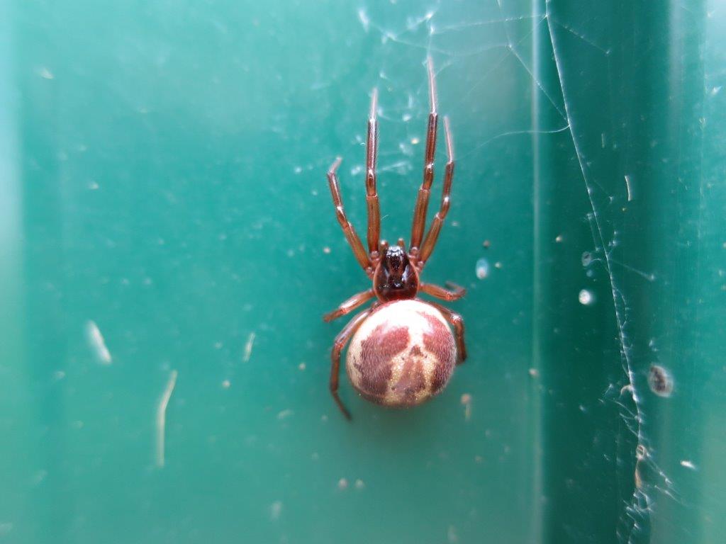 Steatoda nobilis  - Bracciano (RM)